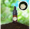 Olio essenziale di gardenia