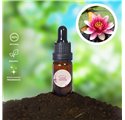 Óleo Essencial Flor Lotus