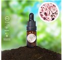 Olio essenziale di Rosa Poudre