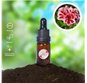 Óleo Essencial Geranio Rose 23337
