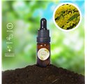 Olio Essenziale di Mimosa