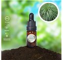 Olio essenziale di citronella